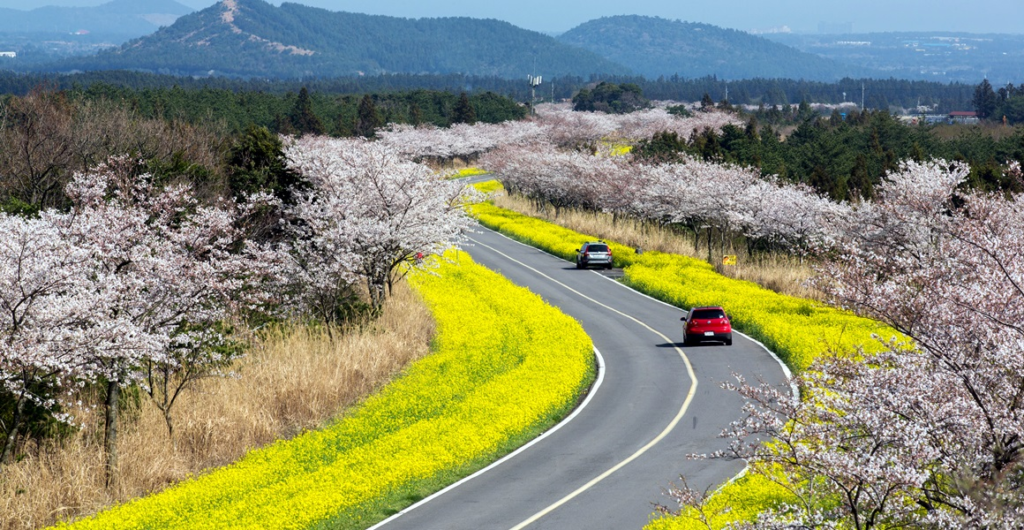 Visit Jeju in South Korea in April and see the cherry blossoms