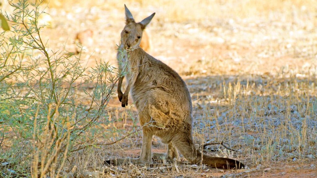 Kangaroos are not the only reason why you should travel to Australia in January