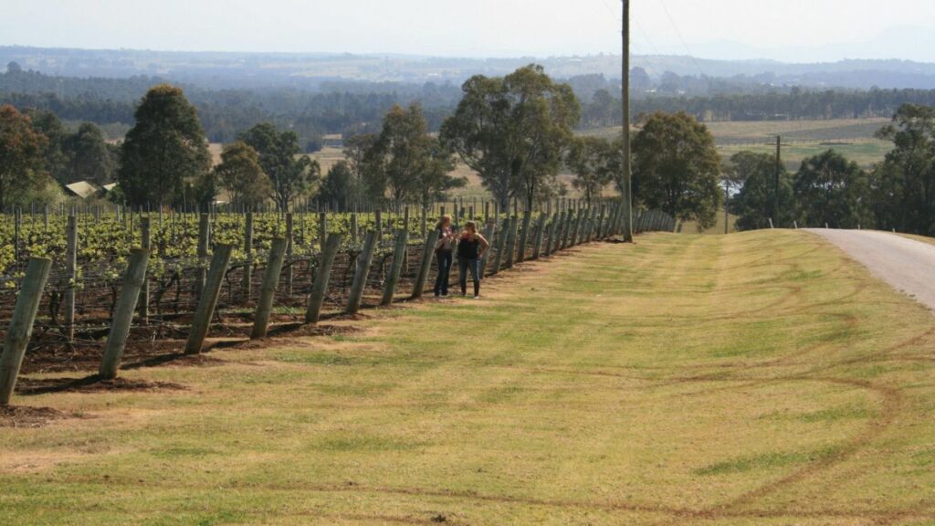 The Scarborough Wine Company vineyard