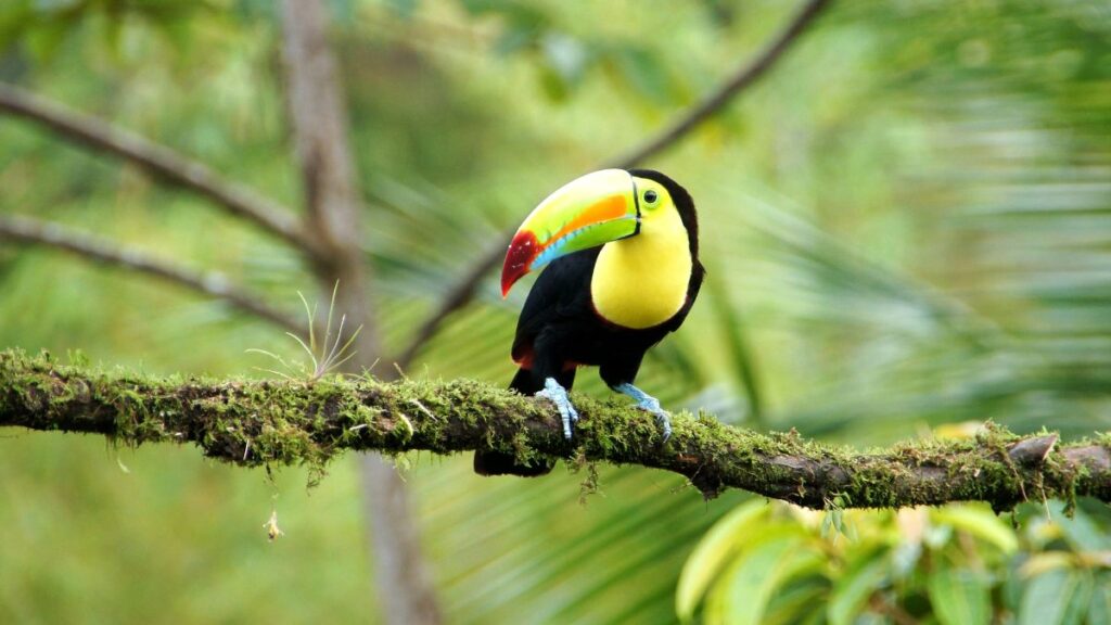 Costa Rica is known for amazing wildlife and greenery