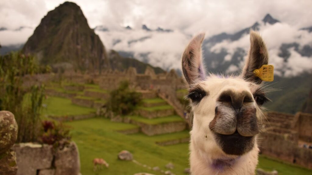 Llamas are a common sight in Peru