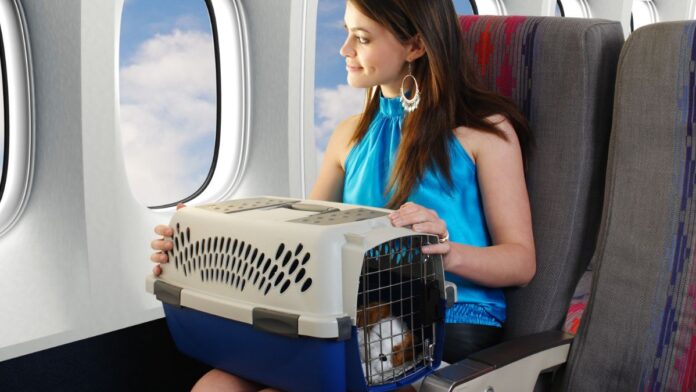 Simple guide to help when you're flying with your pet
