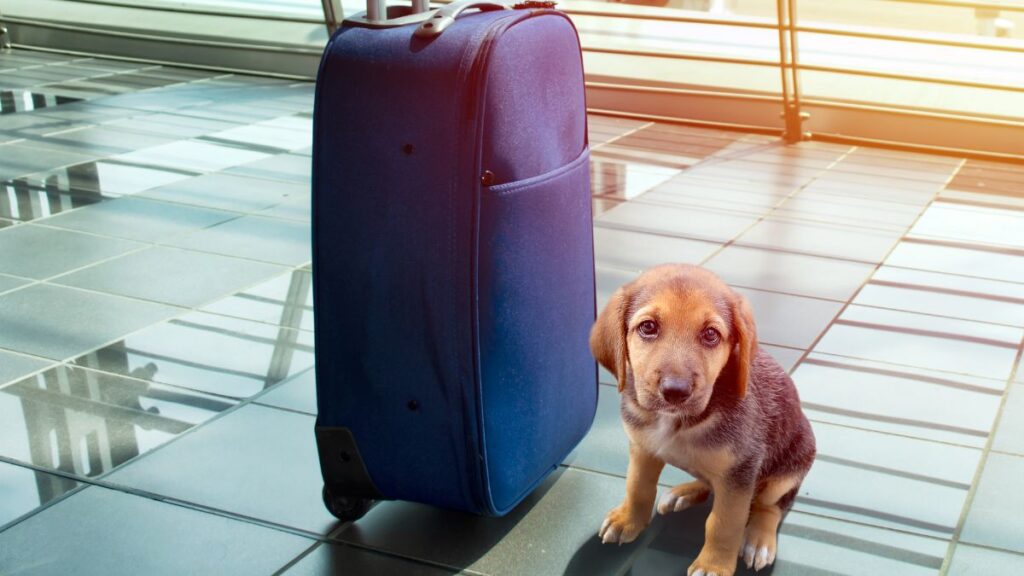 When flying with your pet, you need to be prepared
