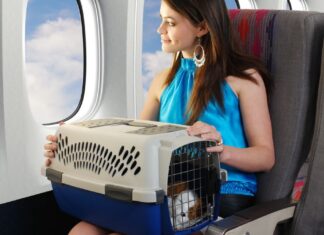 How to prepare for a flight with pets How to prepare for a flight with pets