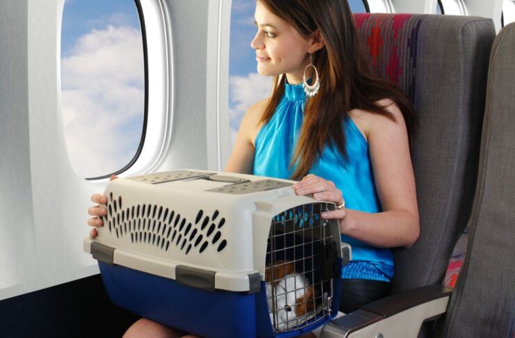 How to prepare for a flight with pets