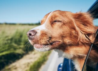 Some dog travel tips to help them adjust to new environments while travelling Some dog travel tips to help them adjust to new environments while travelling