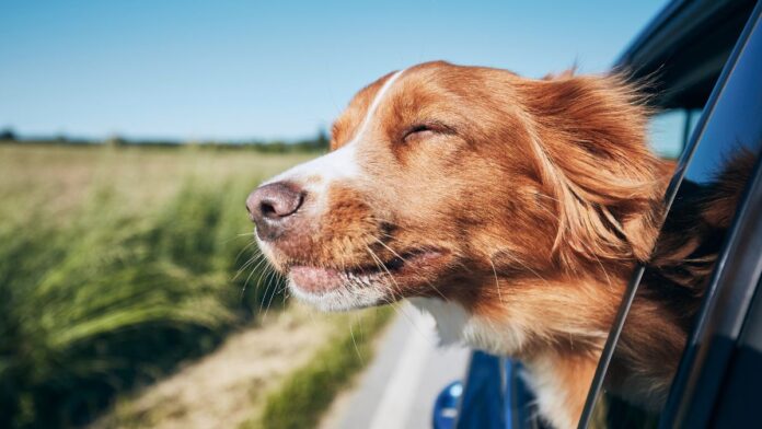 Some dog travel tips to help them adjust to new environments while travelling