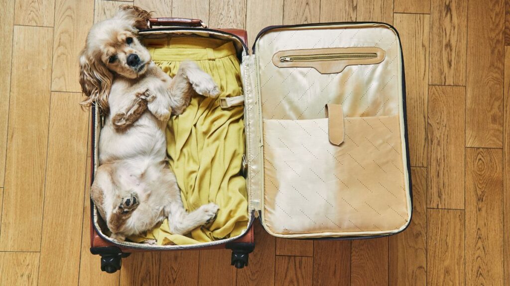 You need some dog travel tips to make sure you're ready