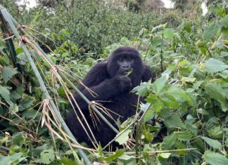 Mountain gorilla trekking experience in Rwanda
