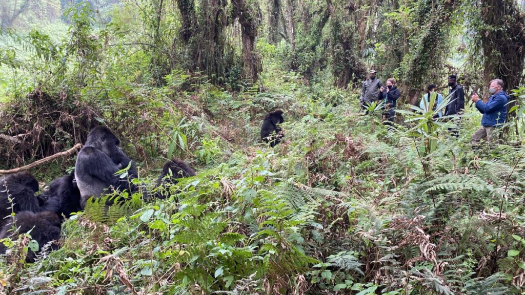 When going mountain gorilla trekking, you realise how small the population really is